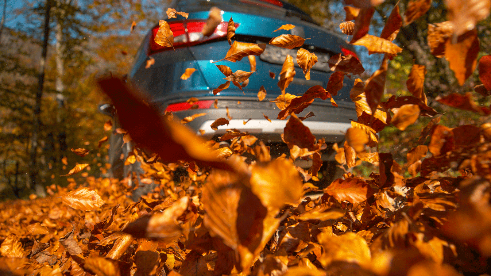How Falling Leaves Can Affect Your Vehicle (and What to Do About It ...